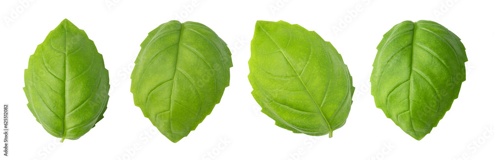 Poster fresh green basil leaves isolated. png file - Posters