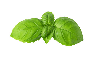 Fresh green basil leaves isolated. png file