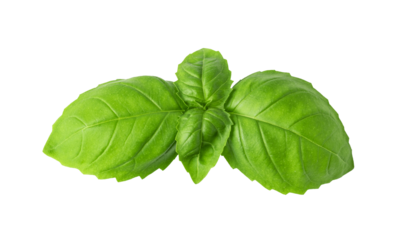 Fresh green basil leaves isolated. png file