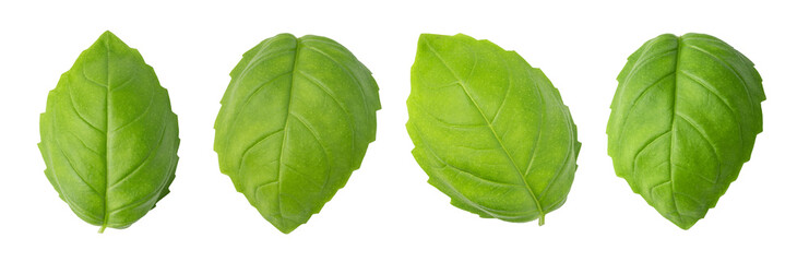 Fresh green basil leaves isolated. png file