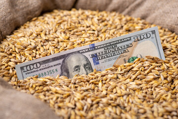 One hundred dollar banknote on barley grains. High price on grain concept