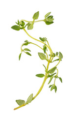 Fresh thyme spice isolated. png file