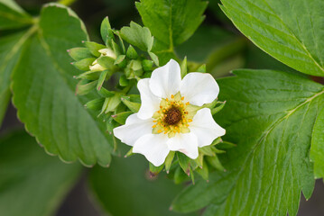 Close up of frozen flower of strawberry with black receptacle in the garden. Strawberry flower...