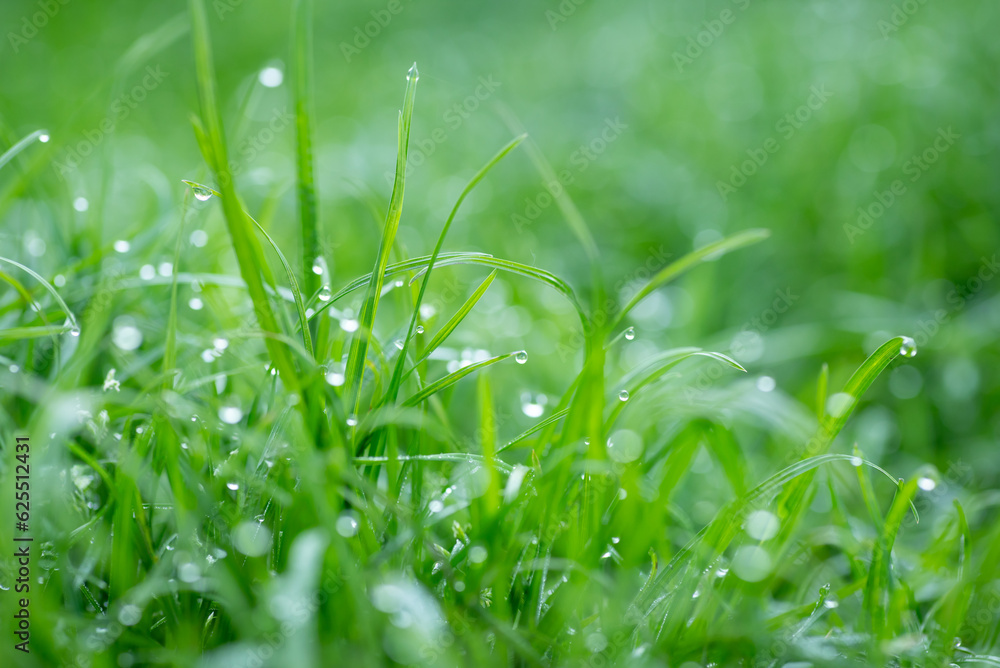 Poster Macro shot of bright green grass in dew. Fresh grass covered in water drops in the morning