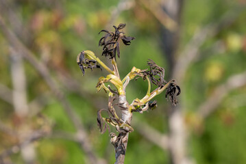 Walnut tree after late spring frost. Dead frozen walnut sprout caused by spring frost