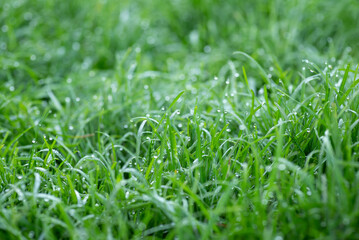 Macro photo of fresh green grass in water drops. Freshness, beauty, nature concept