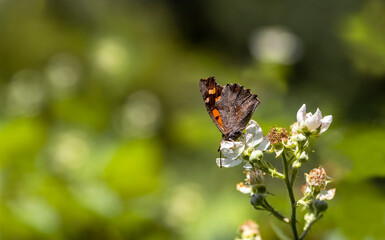Hackberry Butterfly (Libythea celtis) on a blackberry plant
