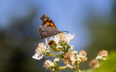 Hackberry Butterfly (Libythea celtis) on a blackberry plant