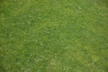 Fototapeta na wymiar View from height of lawn. Green grass in summer. Texture green.