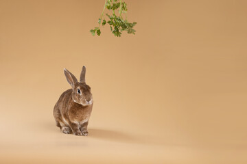 Studio shot of rabbit on beige background 
