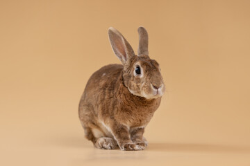 Studio shot of rabbit on beige background 