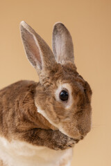 Studio shot of rabbit on beige background 