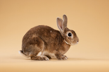 Studio shot of rabbit on beige background 