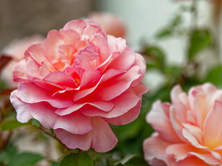 isolated rose in a garden