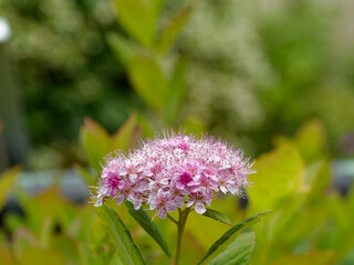 golden flame spirea with blurred background