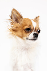 Studio shot of chihuahua on white background 