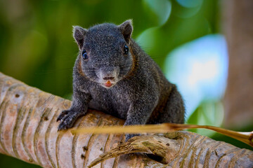 Squirrel climbing a palm tree stem and palm fronds in the background.