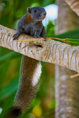 Squirrel climbing a palm tree stem and palm fronds in the background.
