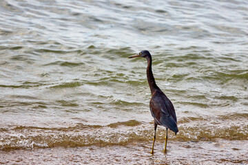 purple heron(Ardea purpurea)  on a beach in Phuket Thailand hunting fish.