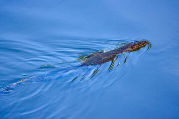 (Varanus komodoensis) swimming in the water of a river