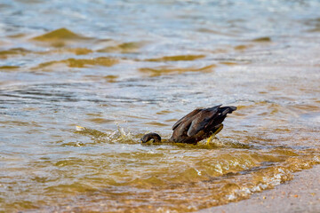 purple heron(Ardea purpurea)  on a beach in Phuket Thailand hunting fish.