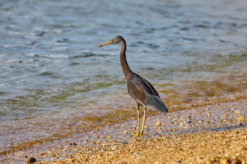 purple heron(Ardea purpurea)  on a beach in Phuket Thailand hunting fish.