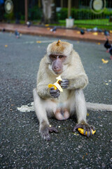 monkey on a street in Thailand where tourists come to give food.