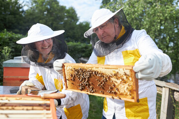 Happy senior beekeeping couple examining honeycomb frame