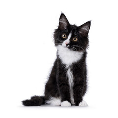 Cute black and white Maine Coon cat kitten, sitting up facing front. Looking beside camera. Isolated on a white background.