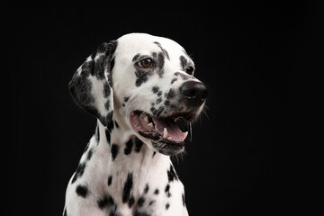 Studio shot of dalmatian on black background 