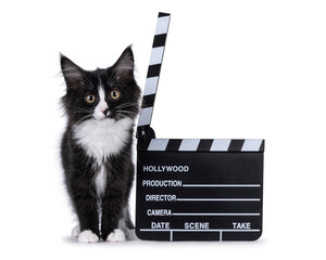 Cute black with white  Maine Coon cat kitten, standing up facing front next to director clapper....