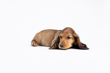 Studio shot of puppy dachshund on a white backgorund 