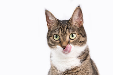 Obraz premium Studio shot of gray cat on a white backgorund 