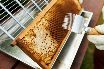 Hand of apiarist scrapping beeswax with beekeeping fork