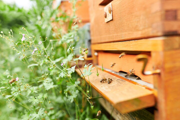 Bees at wooden entrance