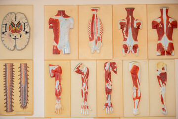 Educational medical model of the structure of muscles and human organs.