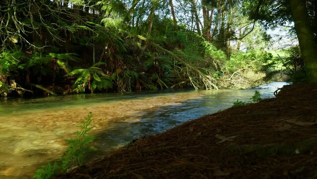 Wide shot of the river in a forest at Blue Spring Putaruru, New Zealand.