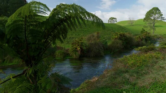 Wide shot of fern in the foreground with the river behind in Blue Spring Putaruru, New Zealand.