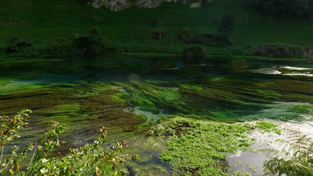 Wide shot of Blue Spring Putaruru in New Zealand.