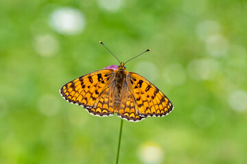 Algerian Iparkhan butterfly (Melitaea ornata) on plant