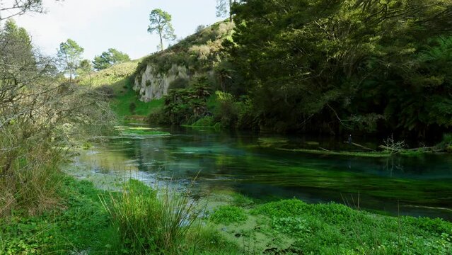 Wide shot of Blue Spring Putaruru with Bird in shot in New Zealand.