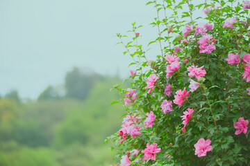 Obraz na płótnie Canvas Vintage floral background with rosehip bush in emerald toning.