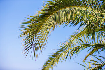 Fototapeta na wymiar Palm trees against the blue sky, Palm trees on the tropical coast, coconut tree.