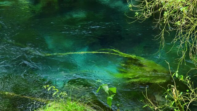 Moss underwater floating in crystal clear water at Blue Spring Putaruru, New Zealand.