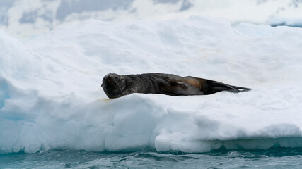 Fur seal resting on an ice floe, Paradise Bay, Antarctic 
