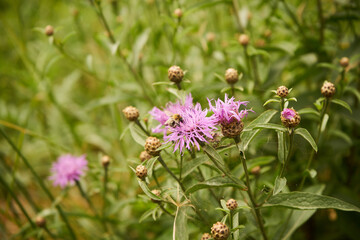 Oset ,Carduus L. © Marcin Łazarczyk