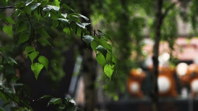 Fresh summer showers during the rainy season, rain falling on birch trees, fresh raindrops on green leaves, and the comfortable and cozy sound of rain ASMR
