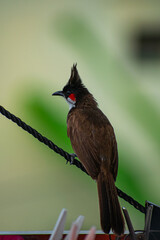 red whiskered bulbul on fence