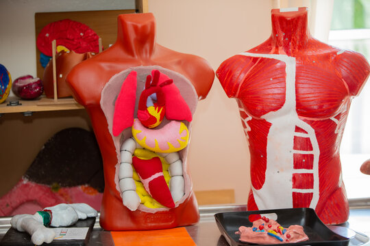 Anatomy model of the human body on a white background. Part of human body model with organ system. Medical education concept.