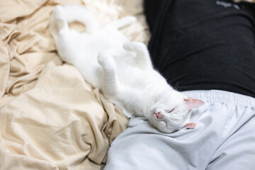仰向けで眠る白猫